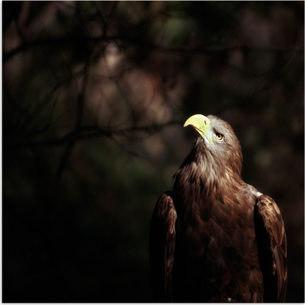 MuchoWow Poster Bild eines sitzenden europäischen Seeadlers 75x75 cm - Wand Dekoration