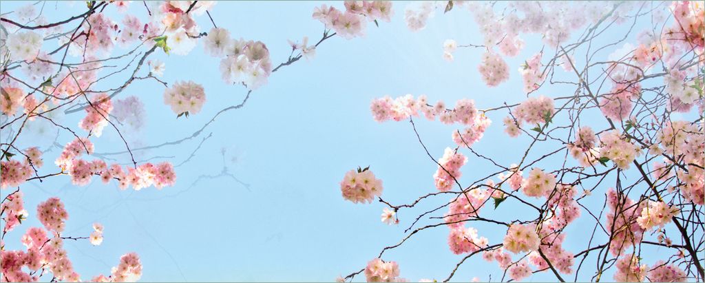 Wallario Poster - Kirschblütenzweige und grüne Wiese- Frühling, Kunstdruck Größe: 50 x 125 cm