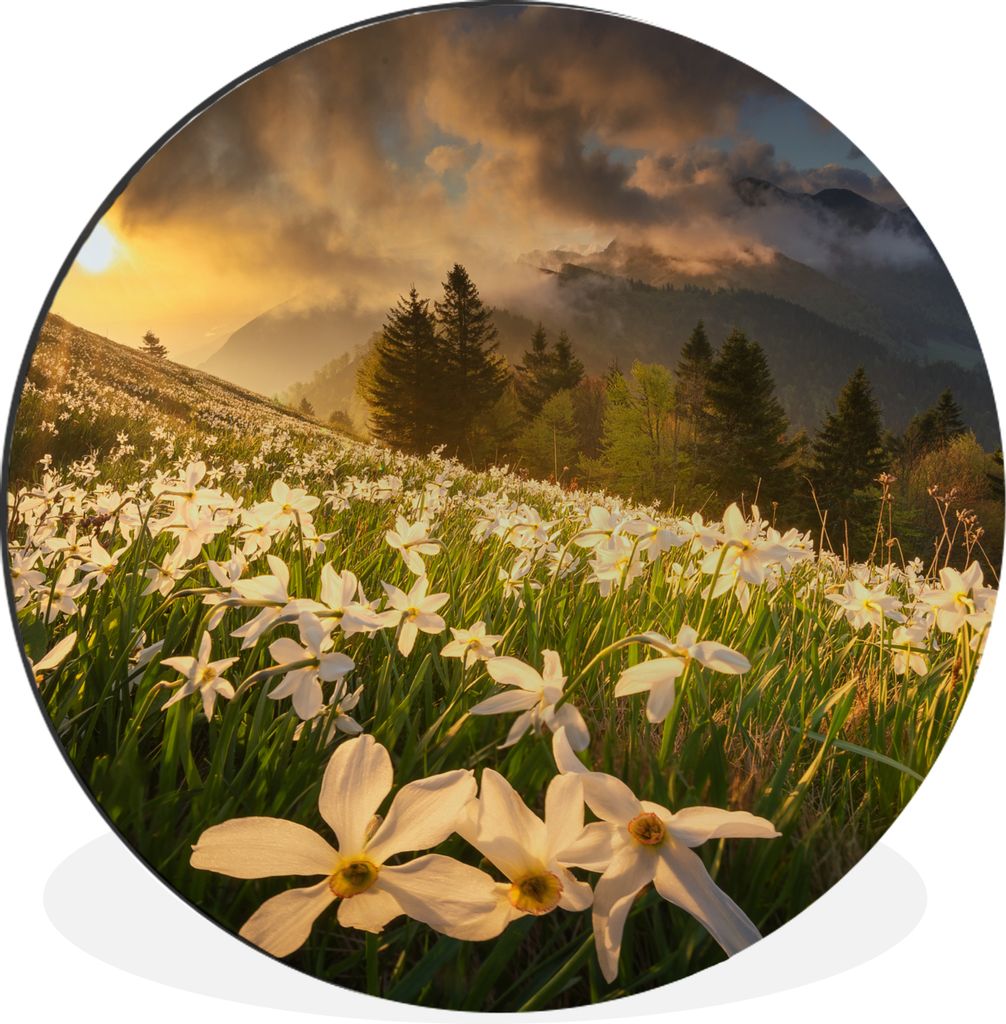 MuchoWow Aluminium Wandkreis Blumenfeld - Hügel - Sonnenuntergang - Berg - Natur - Weiß - Hügel Ø 30 cm Wanddeko Modern Wohnzimmer - Wand Bil...