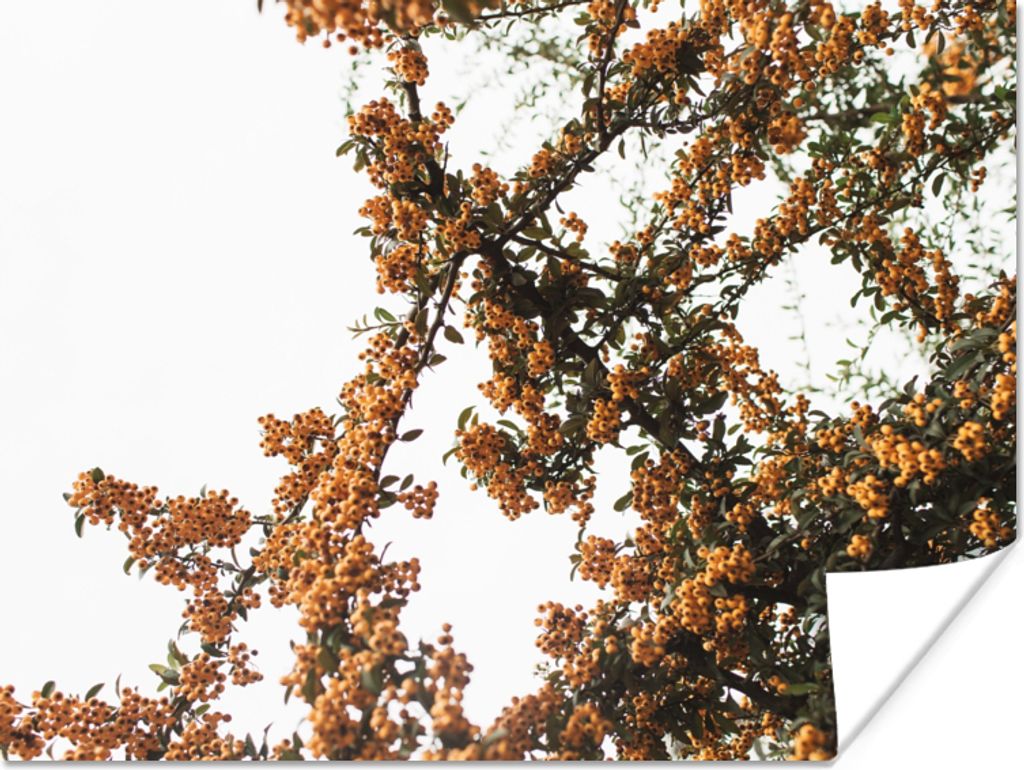 MuchoWow Poster Blumen - Äste - Natur 40x30 cm - Plakate für die Wände - Poster Wohnzimmer