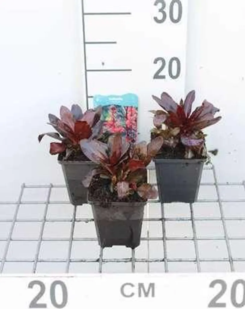6 Lobelia cardinalis - Lobélie cardinale en pot 9x9 cm pour bassin