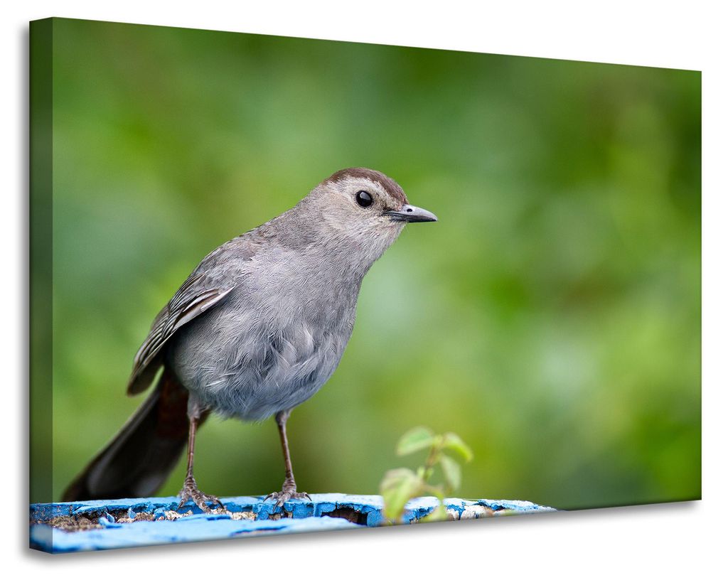 Leinwanddruck Tiere Sitzender Vogel 90x60