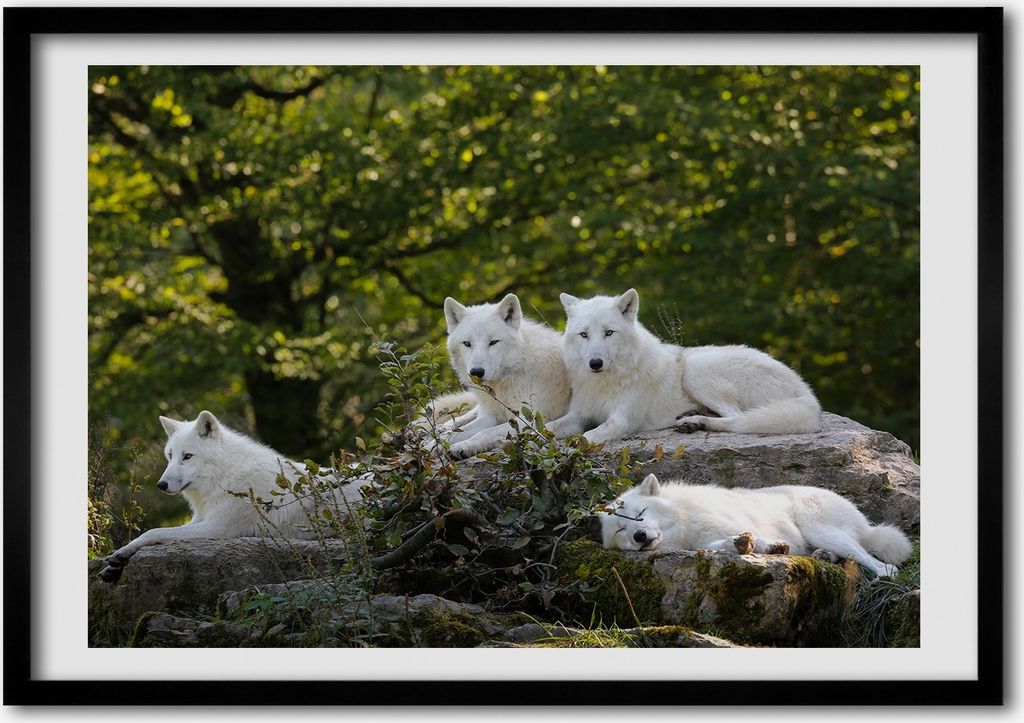 Bild - Bilder - Bilderrahmen - 70 cm x 50 cm - MDF-Rahmen, Wandkunst Weißen Wölfe Rock