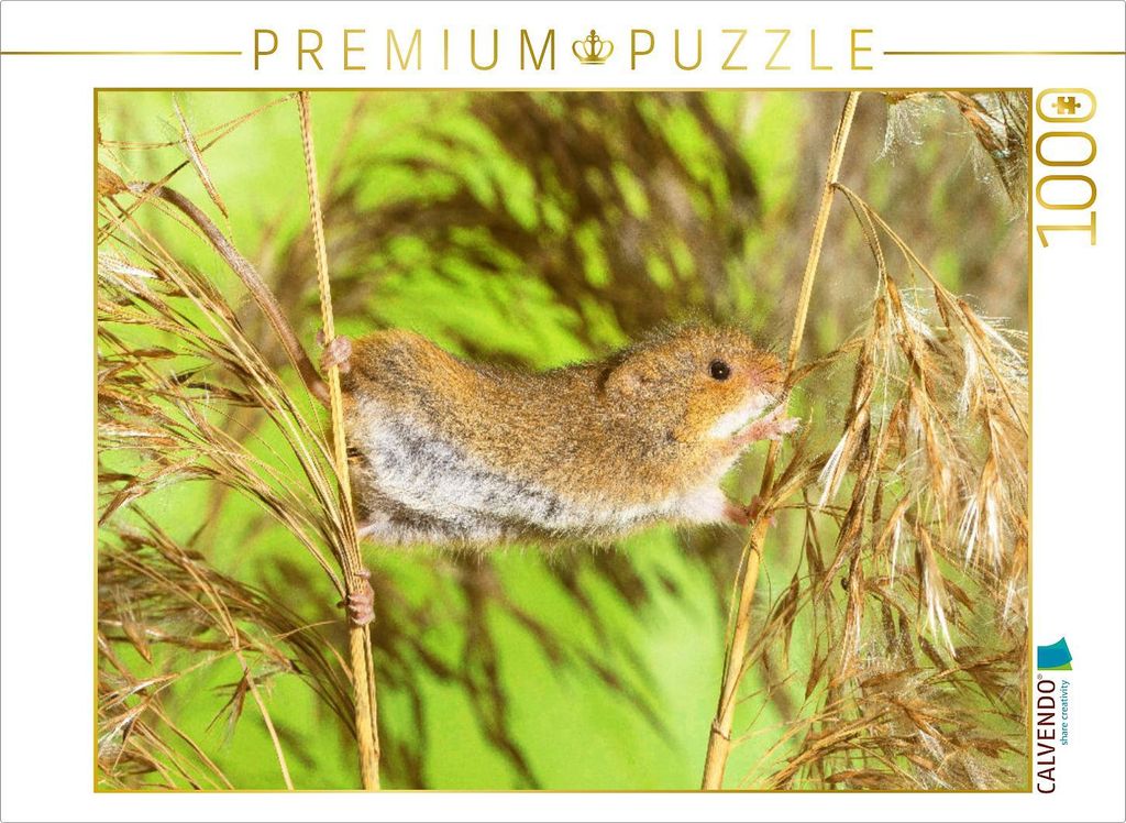 CALVENDO Puzzle Klettermeister: Zwergmaus hangelt auf einer Getreide-Ähre | 1000 Teile Lege-Größe 64x48cm Foto-Puzzle für glückliche Stunden