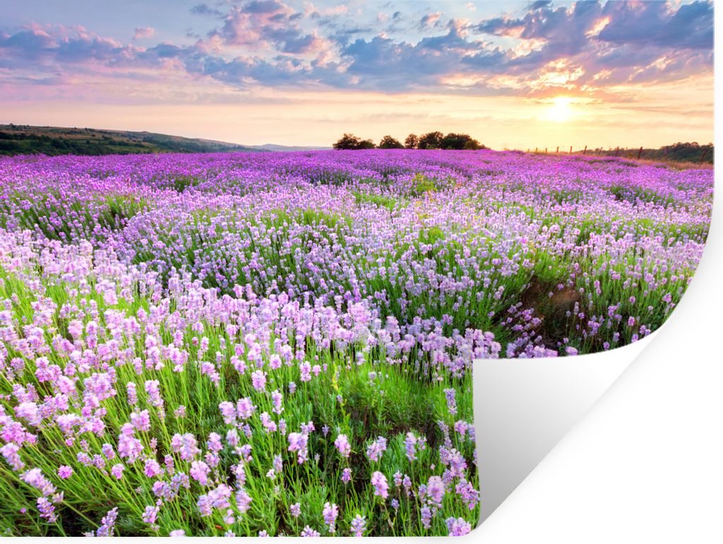 MuchoWow Wandtattoo Wandsticker Wandaufkleber Blumen - Lavendel - Lila - Himmel - Sonnenuntergang - Wiese - Natur 40x30 cm Selbstklebend und Repo...