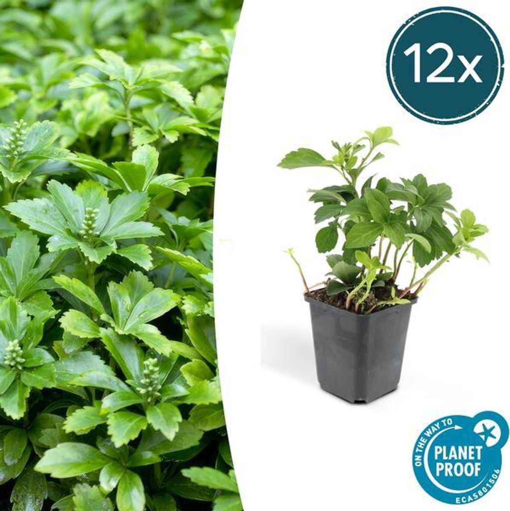 Pachysandra terminalis 'Green Carpet' – 12 Pflanzen – Immergrüner Bodendecker für Schatten – Pflegeleicht & Robust – Weiße Blüten im Fr...