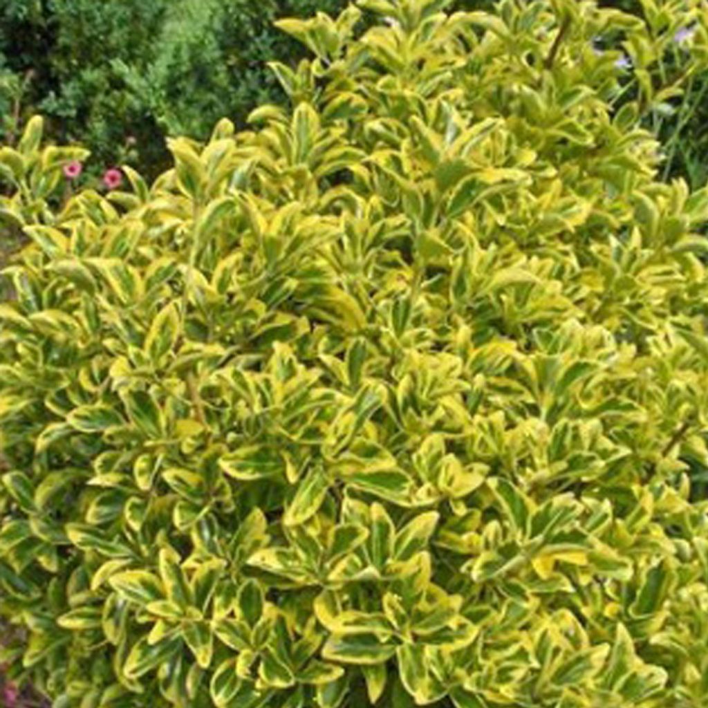 Japanspindel - Euonymus japonicus 'Aureomarginatus' | 60-80 cm in Container