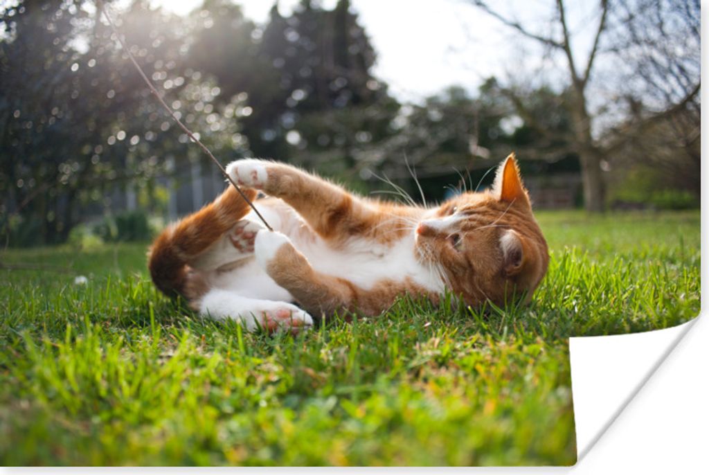 MuchoWow Poster Katze spielt im Gras 120x80 cm - Bilder