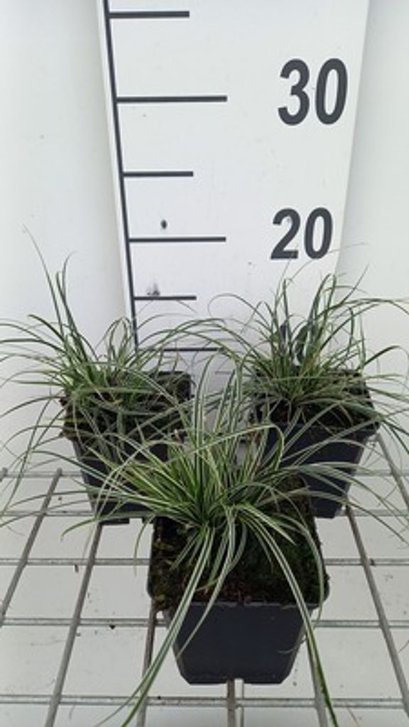 6 x Carex conica 'Snowline' – Segge - Topf 9x9 cm