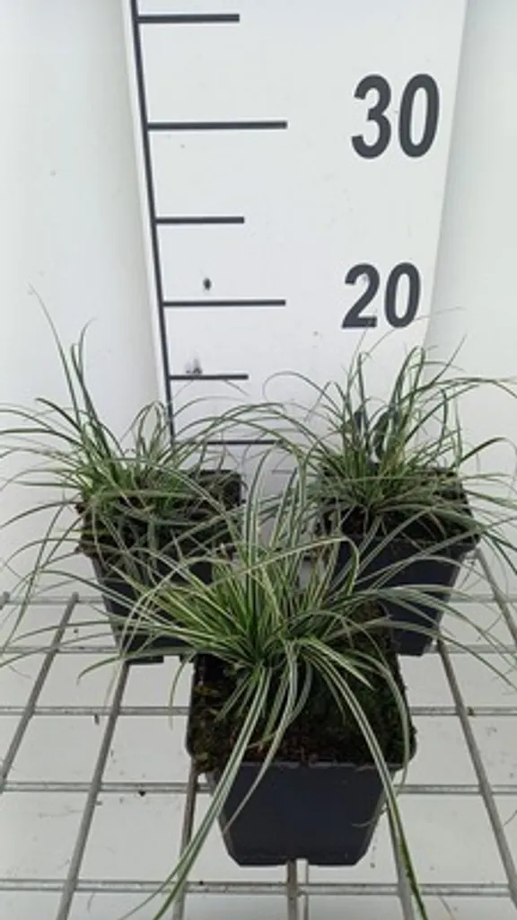 Carex conica Snowline - 6 Plantes couvre-sol au feuillage bicolore