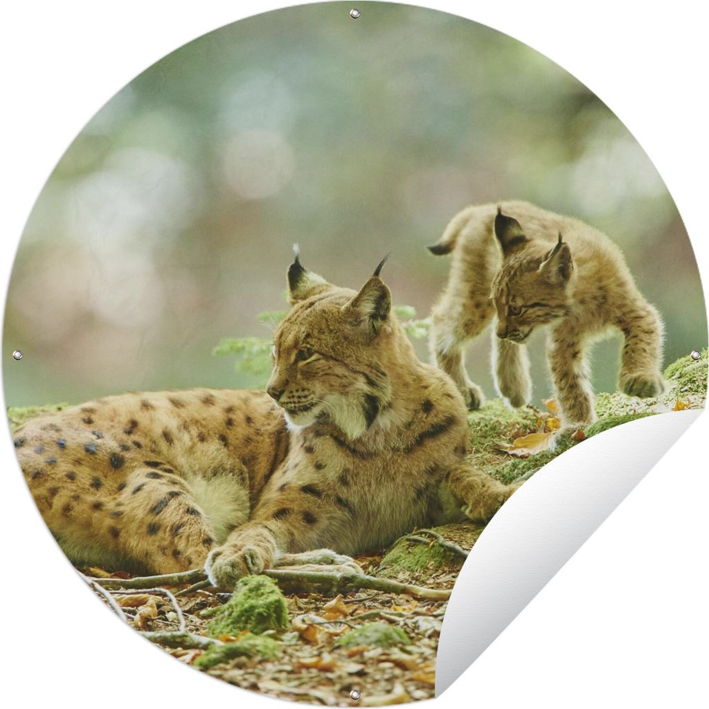 MuchoWow Gartenposter Outdoor-Poster Rund Luchsmutter und ihre Jungen im Nationalpark Bayerischer Wald Ø 90 cm Gartendeko Rundes Poster draußen