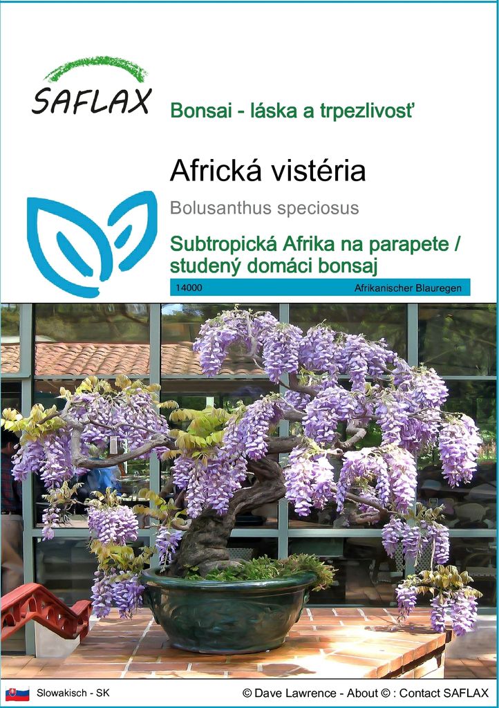 SAFLAX - africká vistéria - Bolusanthus speciosus - 15 Obrázok produktu 