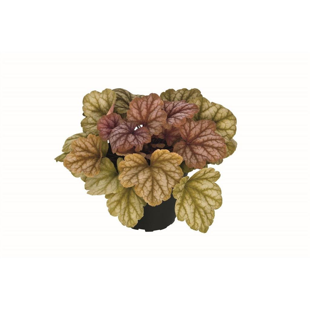 Heuchera "Champagne" - Purpurglöckchen "Champagne", im Topf Produktbild 