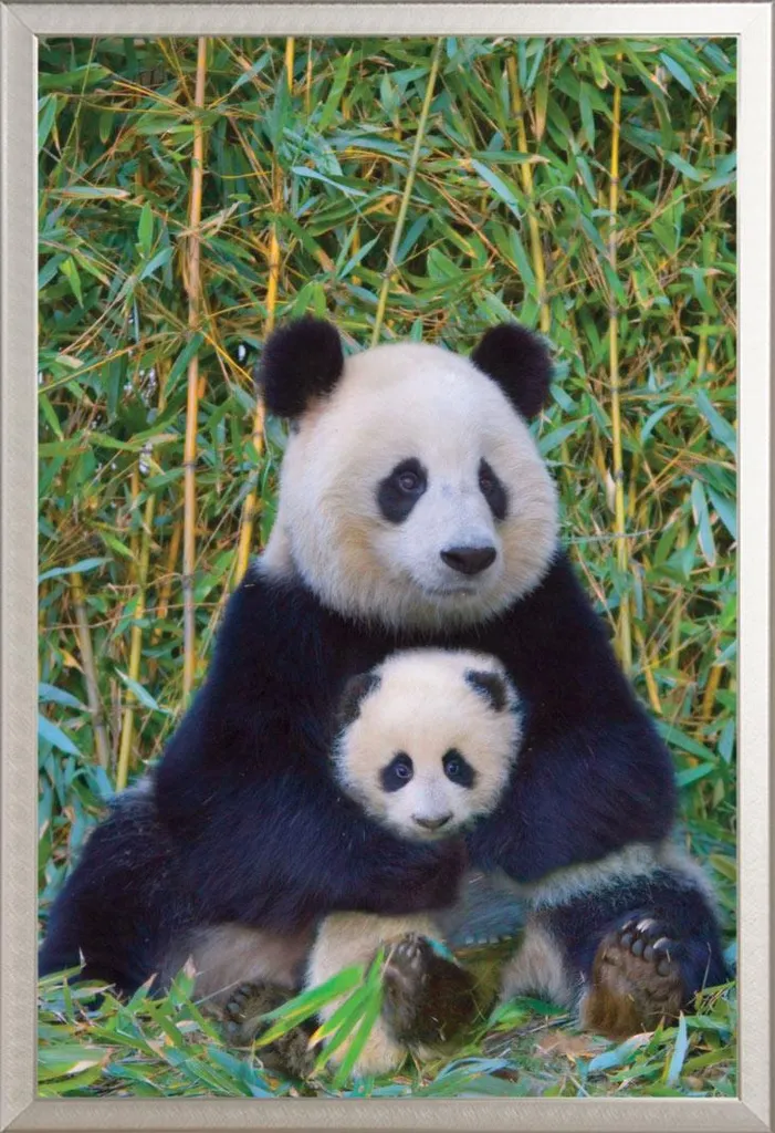 Poster Pandas Mère et Bébé avec Cadre Shinsuke® Argenté en Aluminium