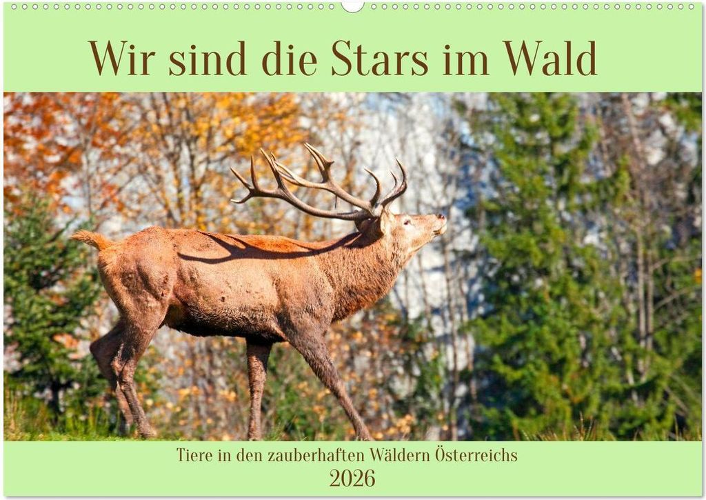 Wir sind die Stars im Wald (Wandkalender 2026 DIN A2 quer), CALVENDO Monatskalender