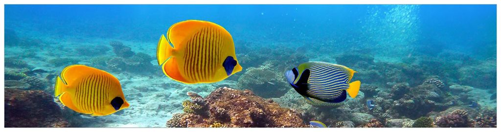 Wallario Küchenrückwand Hartschaumplatte, Größe 200 x 50 cm, Motiv: Exotische Fische im Meer