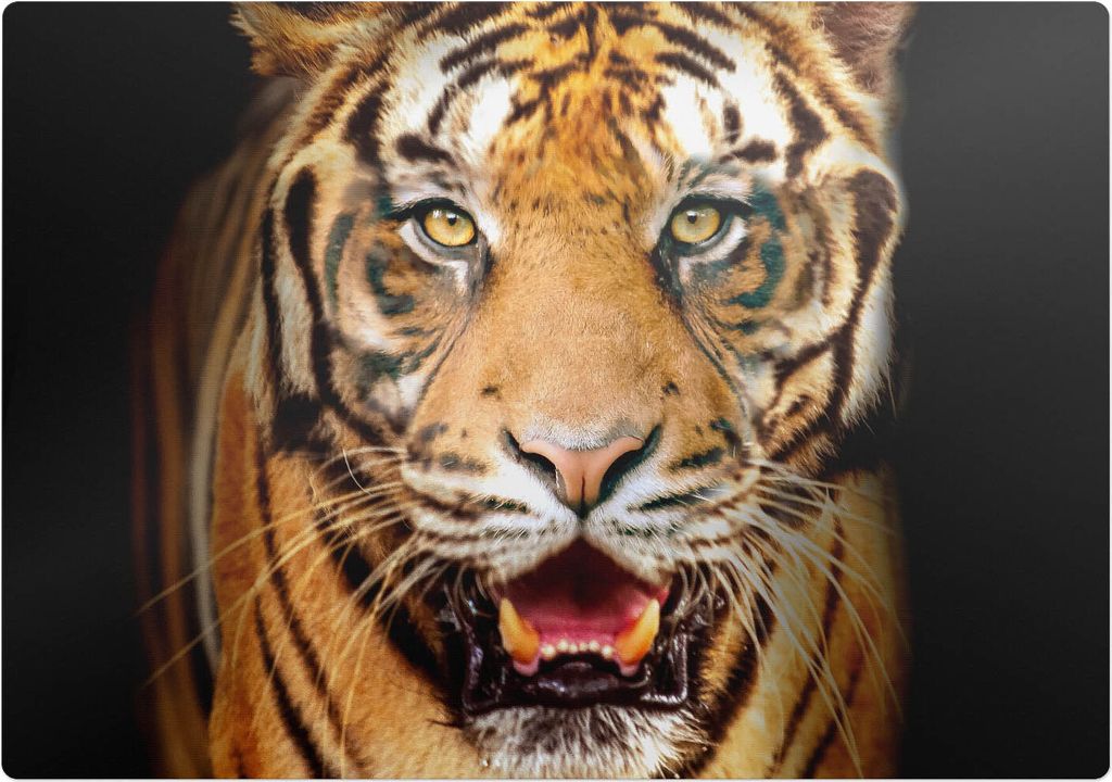 Tiger - Nahaufnahme Der Schnauze – Bodenschutzmatte – Rutschfest – Schutzmatte für Büro – Vinylmatte – Stuhlunterlage – 100 x 100 cm