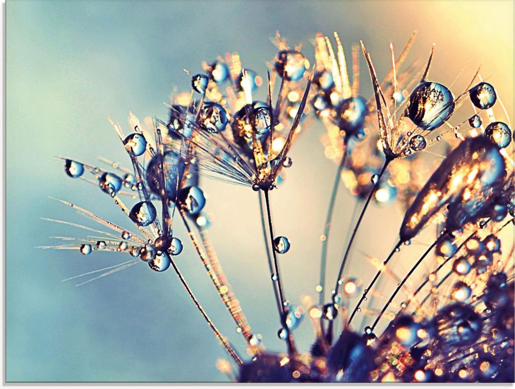 ARTland Glasbild Pusteblume Glitzertau Größe: 80x60 cm