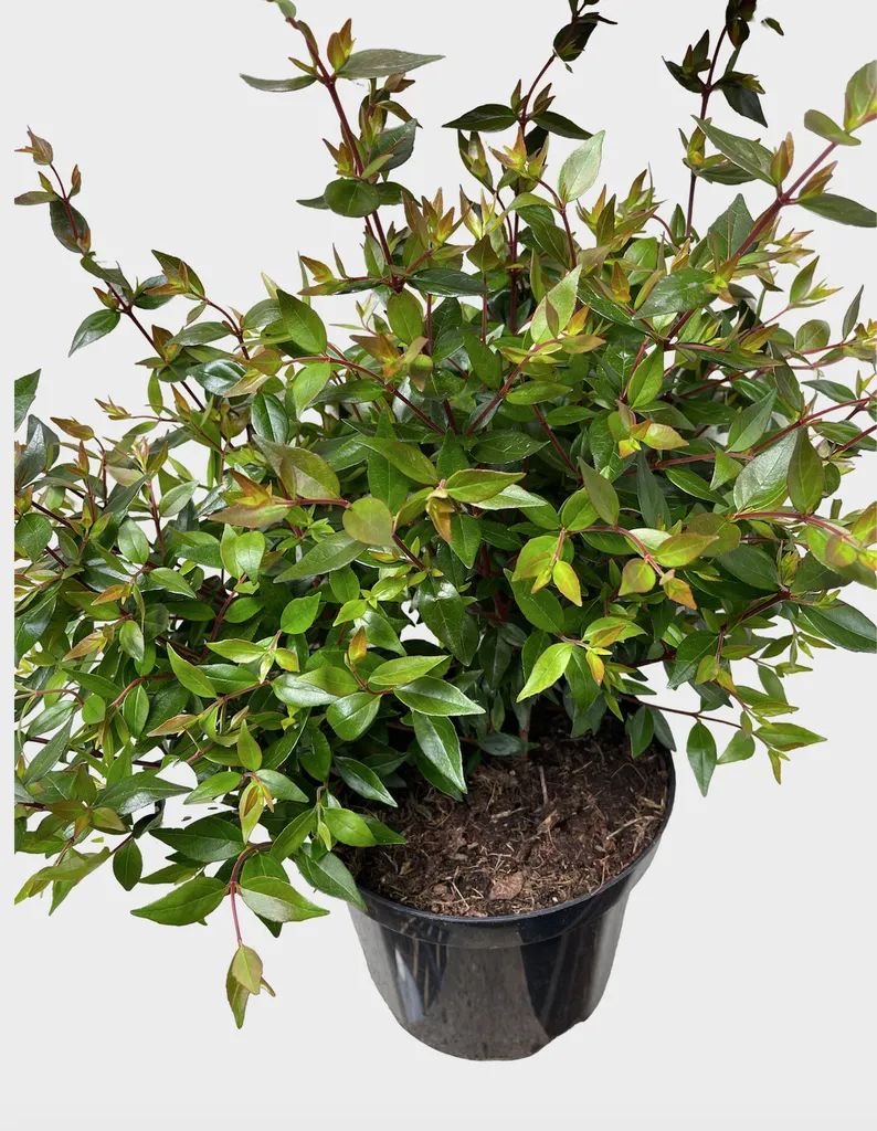 Abelia Prostrata pour bordure et balcon - Arbuste fleuri 25-30 cm