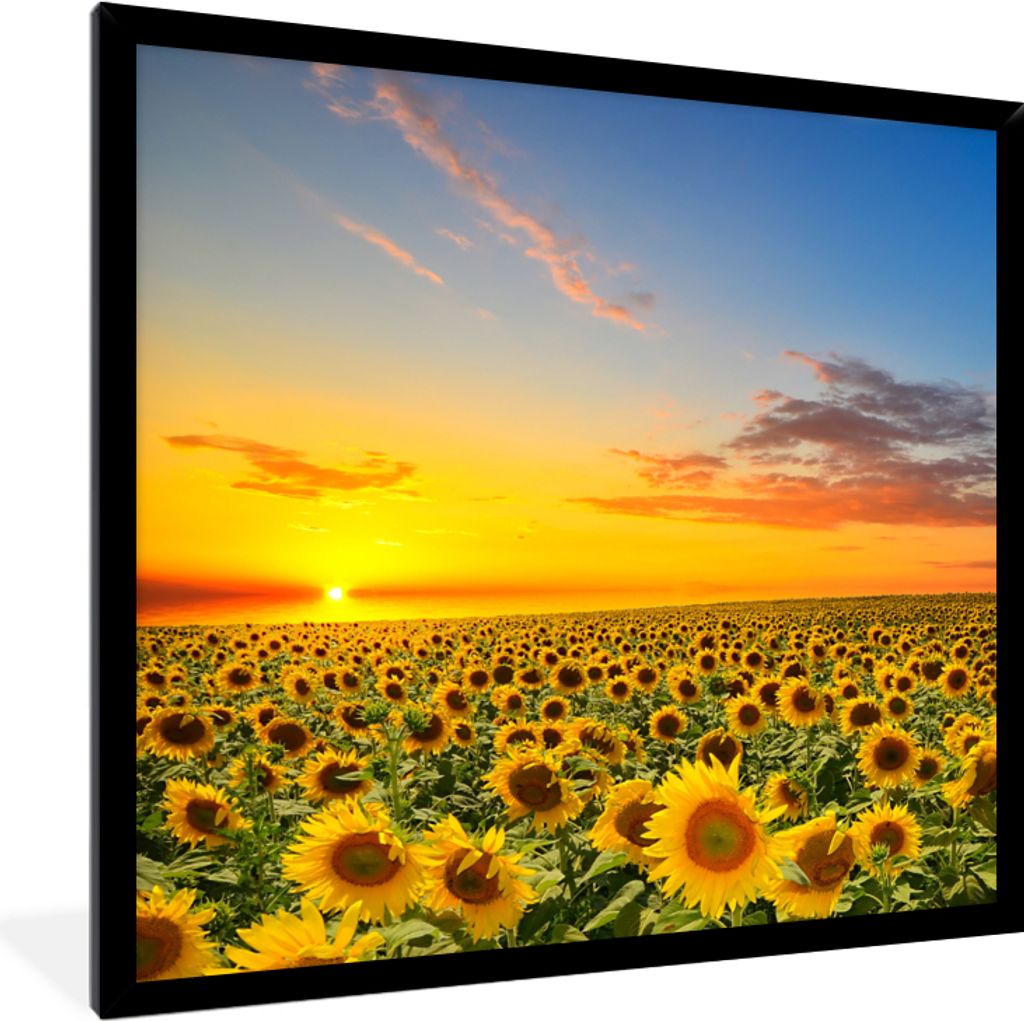 MuchoWow Gerahmtes Poster Blumen - Sonnenblume - Sonnenuntergang - Nacht - Orange 40x40 cm - Poster mit Schwarzem Bilderrahmen Wandposter Rahmen ...