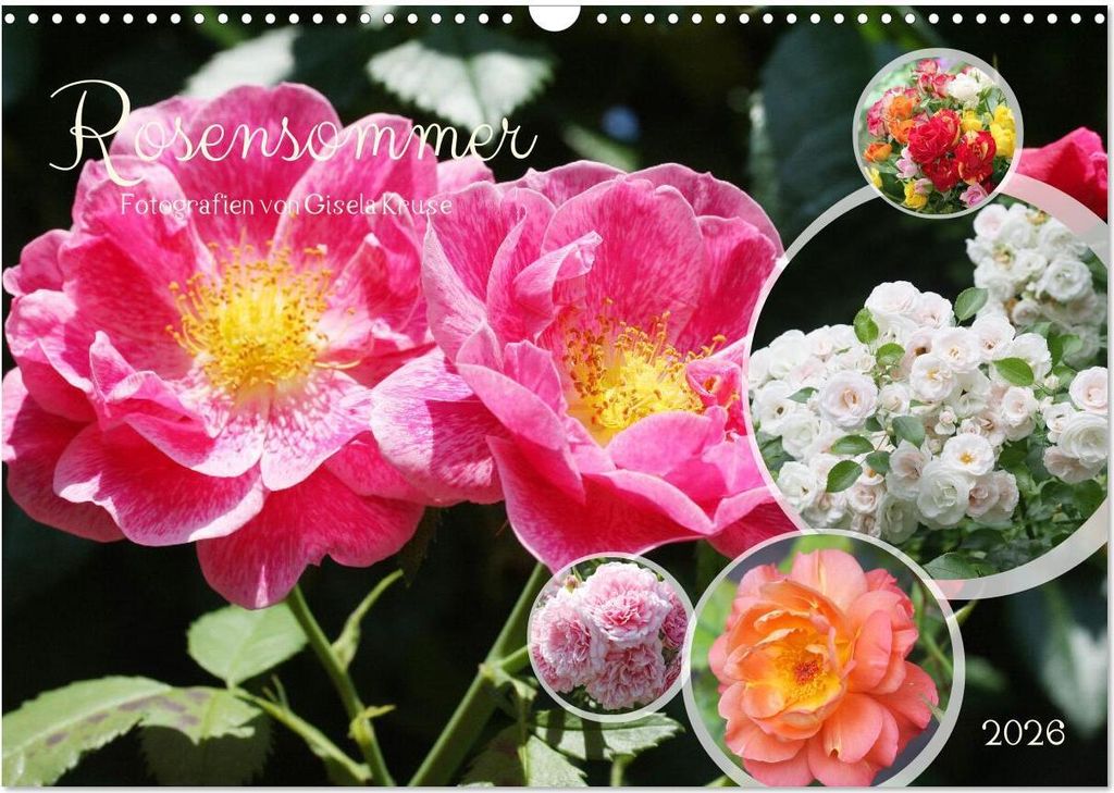 Rosensommer (Wandkalender 2026 DIN A3 quer), CALVENDO Monatskalender
