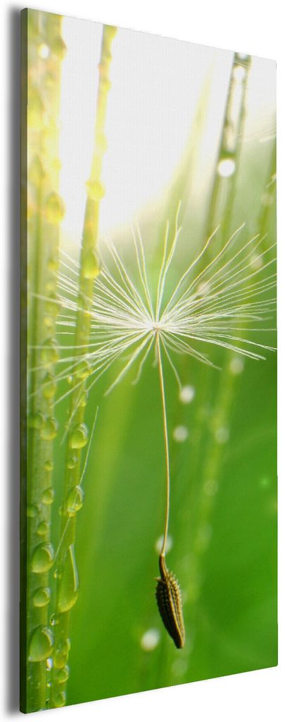 Wallario Premium Leinwandbild Pusteblume Nahaufnahme in Größe 30 x 75 cm