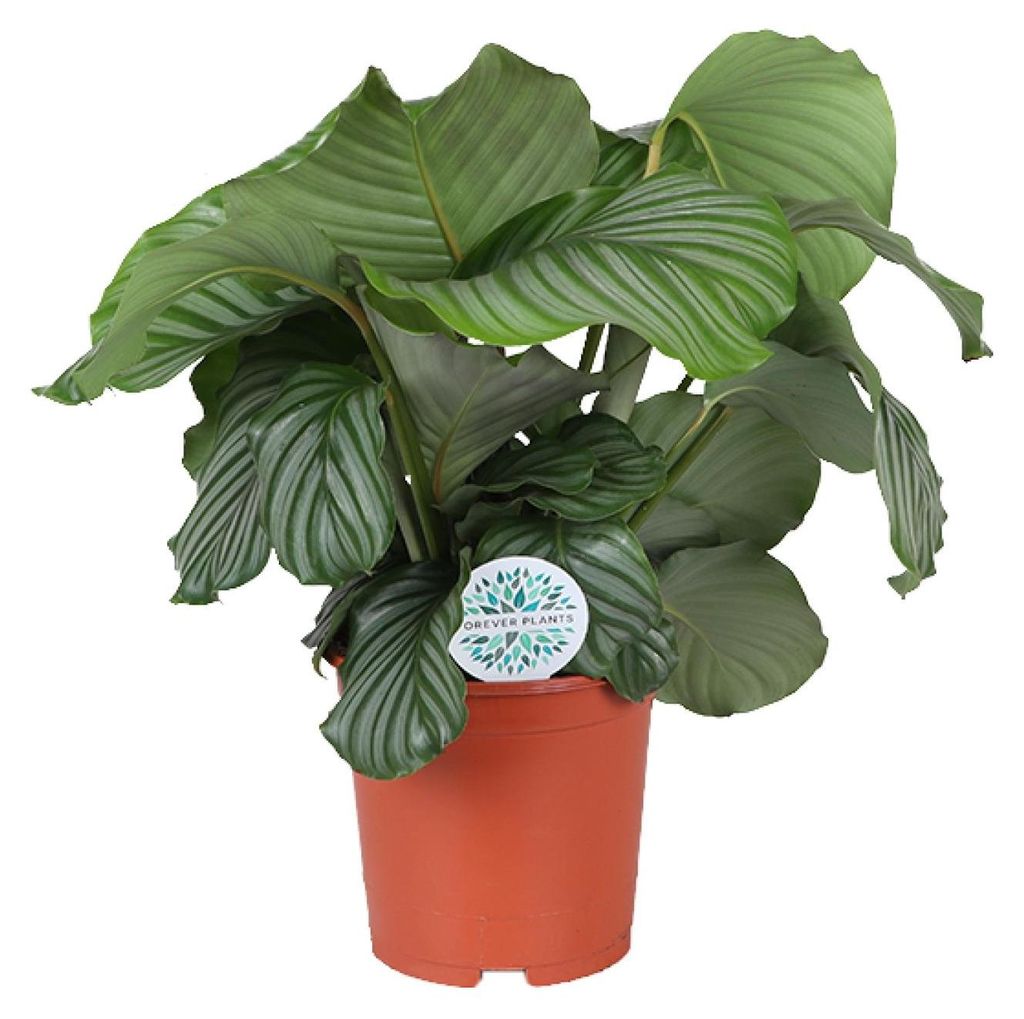 Rundblättrige Glockenblume (Calathea orbifolia) - 55-65cm - Ø21cm - Zimmerpflanze - Immergrün
