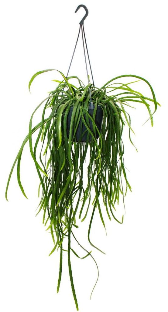Kaktus wiszący - Lepismium bolivianum - Pfeiffera - Kaktus Zdjęcie produktu 