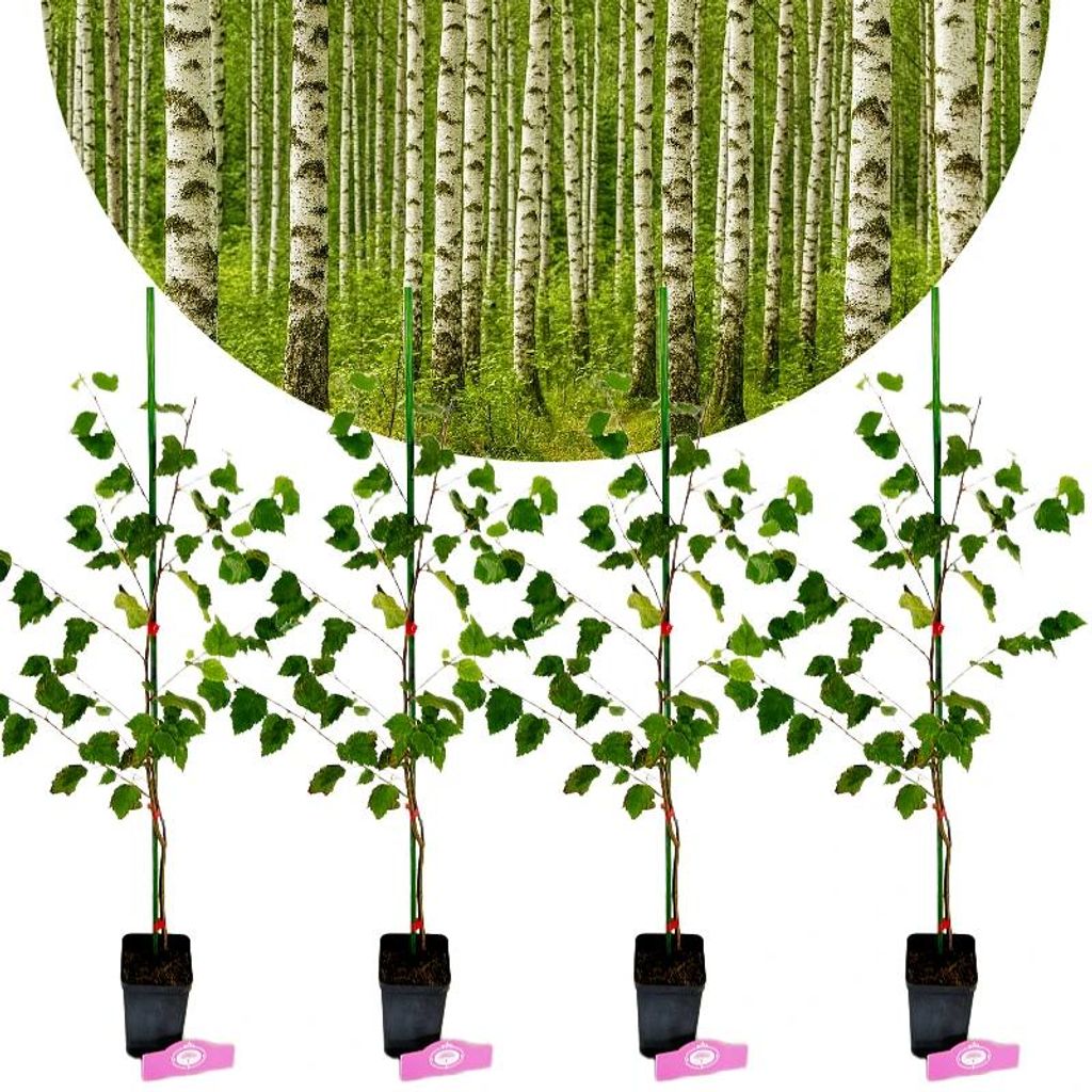 Set di 4 betulle pendule (Betula pendula) da coltivazione Immagine del prodotto 