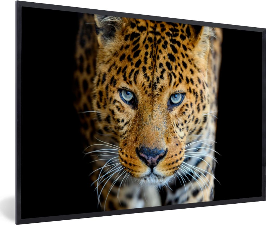 MuchoWow Gerahmtes Poster Leopard - Tiere - Porträt - Wildtiere - Schwarz 60x40 cm - Poster mit Schwarzem Bilderrahmen Wandposter Rahmen Foto Bi...
