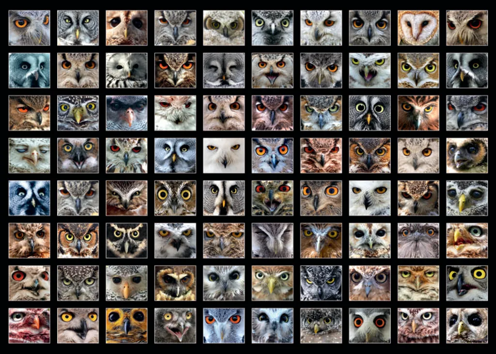 Puzzle 1000 pièces Chats D-TOYS pour soirée détente et loisir créatif