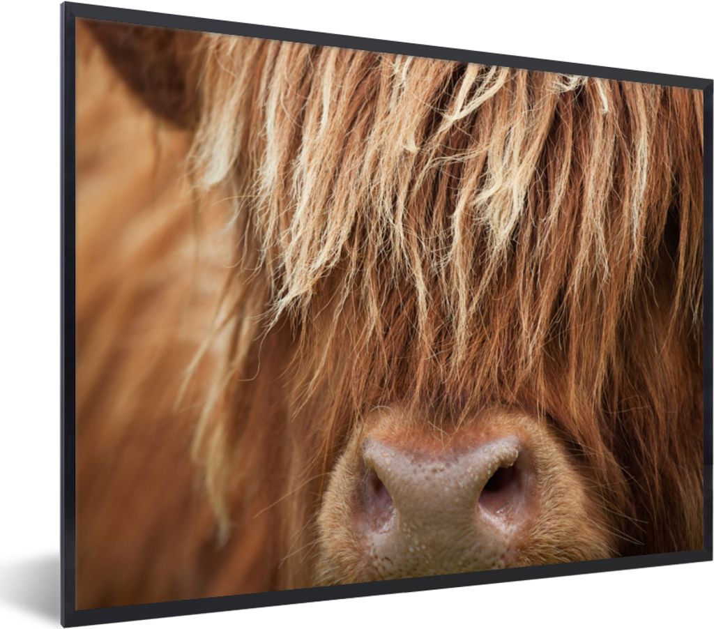 MuchoWow Gerahmtes Poster Schottischer Highlander - Nase - Haare 40x30 cm - Poster mit Schwarzem Bilderrahmen Wandposter Rahmen Foto Bilder - Kun...