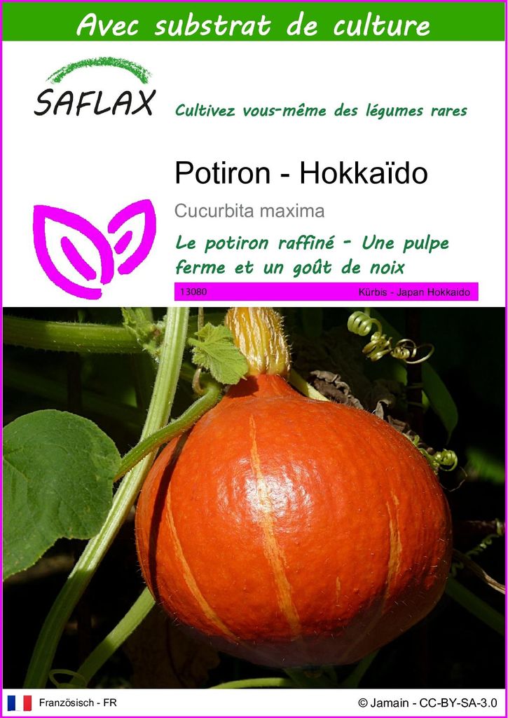 SAFLAX  - Potiron - Hokkaïdo - 10 graines - Avec substrat - Image du produit 