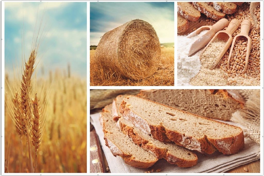 Wallario Wandbild Weizen und Mehl Vom Korn zum Brot, Größe: 61 x 91,5 cm, Poster mit rahmenlosen Bildhalter
