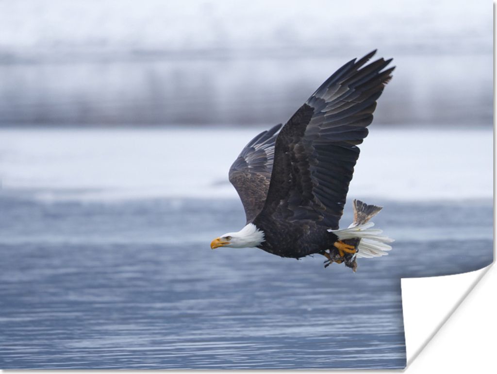 MuchoWow® Poster Vogel - Amerika - Amerikanischer Produktbild 