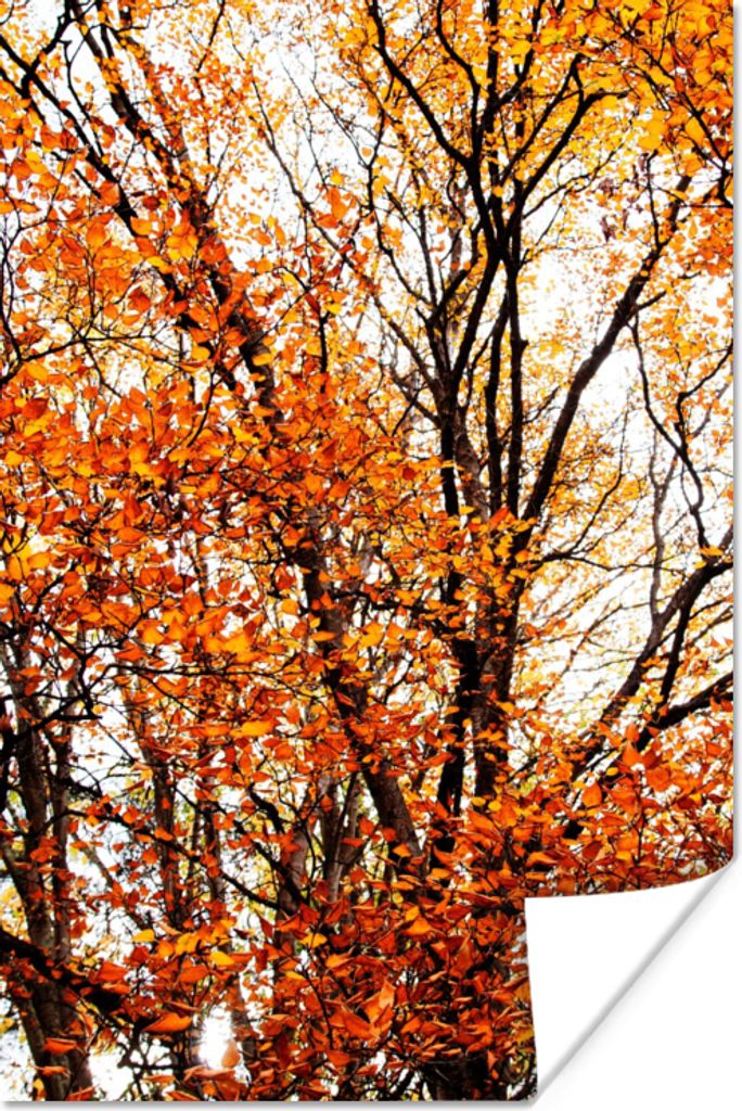 MuchoWow Poster Wald - Herbst - Jahreszeiten 80x120 cm - Papierdruck