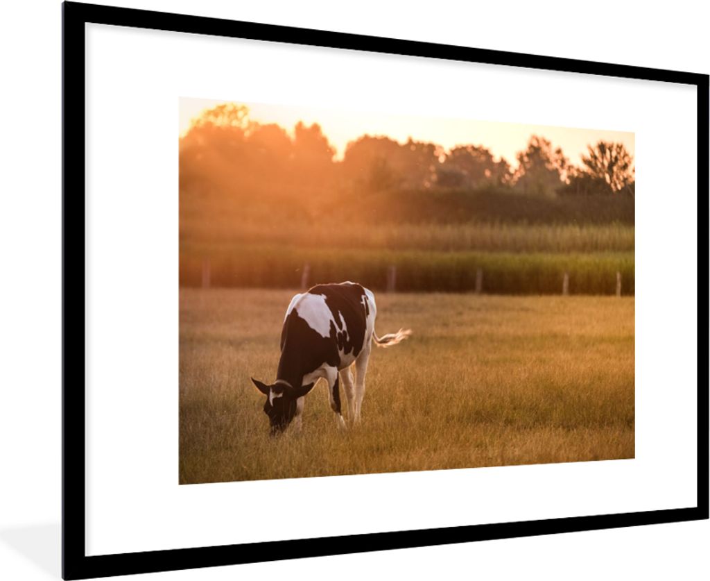 MuchoWow Gerahmtes Poster Kuh - Sonne - Tiere 90x60 cm - Poster mit Schwarzem Bilderrahmen Wandposter Rahmen Foto Bilder - Wanddekoration - Fotos