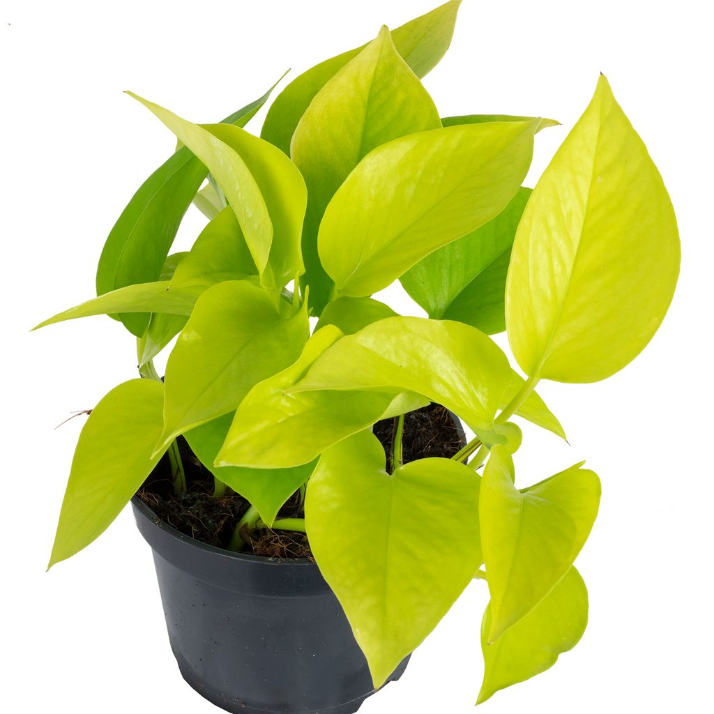 Efeutute Epipremnum pinnatum 'Golden Kaufland.de