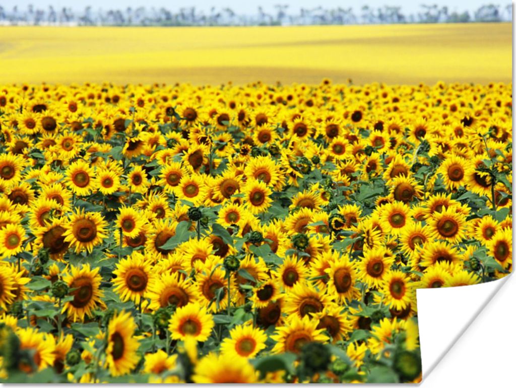 MuchoWow Poster Sonnenblume - Blumen - Natur 80x60 cm - Kunst für zu Hause