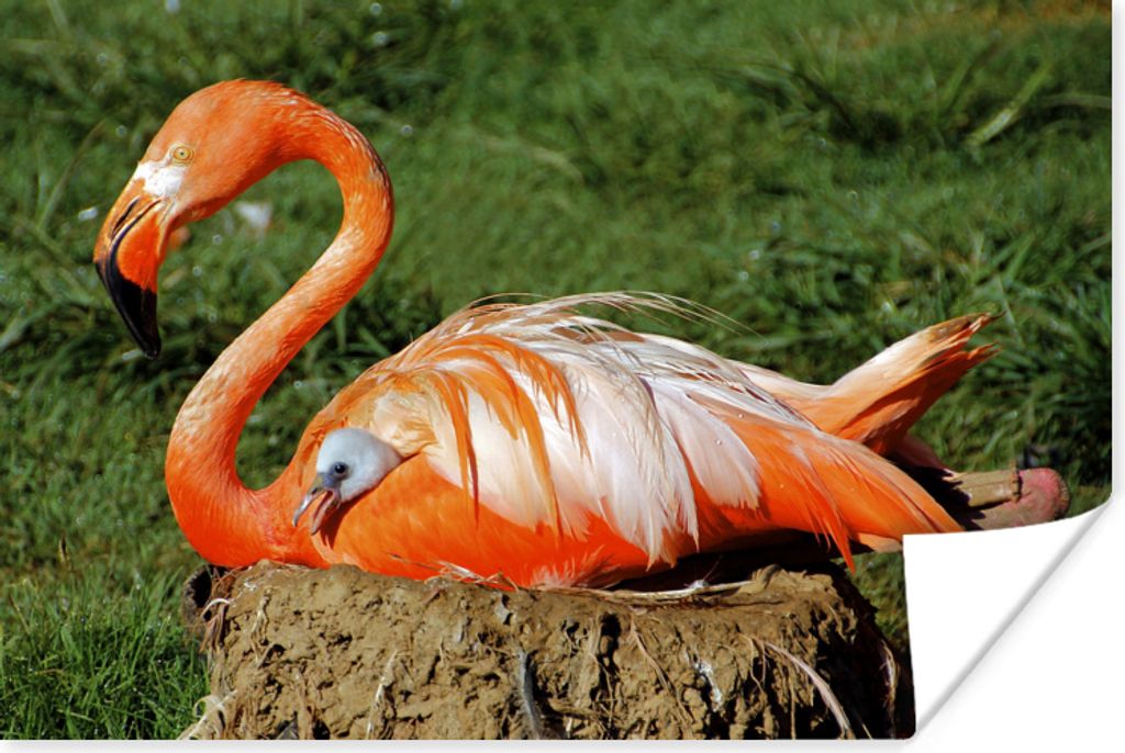MuchoWow Poster Flamingo beschützt ihr Küken unter ihren Flügeln 90x60 cm - Schlafzimmer