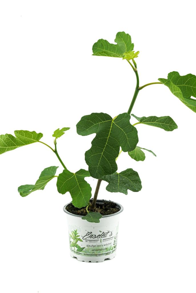Enseleits Feigenbaum, Ficus carica, Feigenbaum  Winterhart Produktbild 