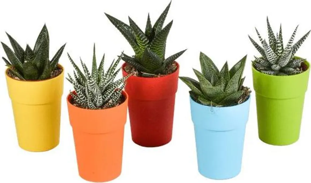 Assortiment de 5 petites plantes d'intérieur grasses faciles à vivre