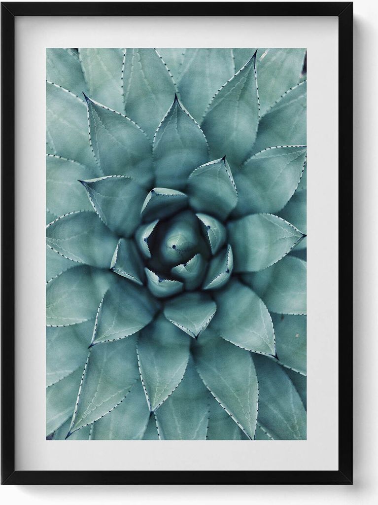 Grüne Sukkulentenpflanze– Wandbild mit Rahmen – Gerahmtes Bild – Wanddekoration – 50x70 cm – Schwarz Rahmen
