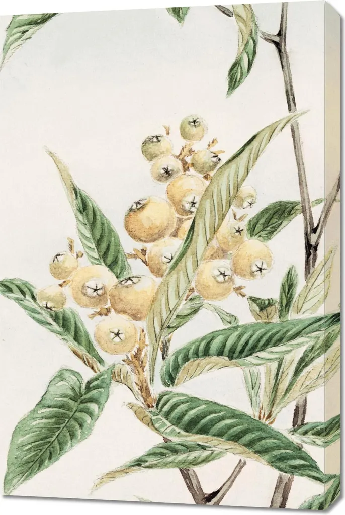 Poster 60x90 Morikaga Biwa Loquat Quadro Vintage Qualità Museo