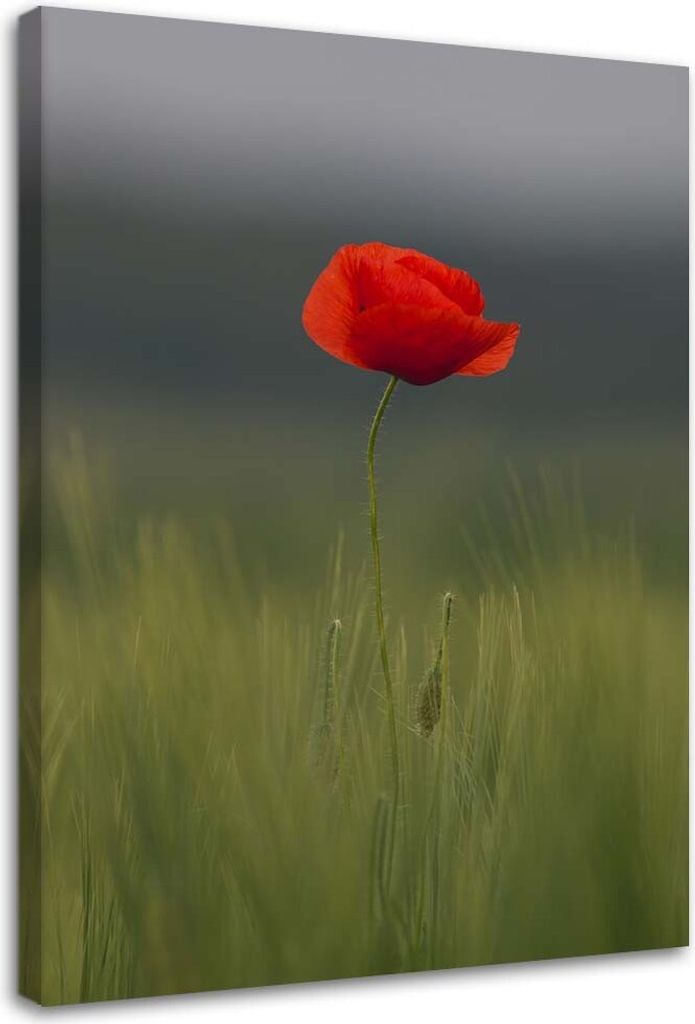 Leinwandbild mohn in einem feld 70x100 cm Feeby rot wandbild bereit zum aufhängen