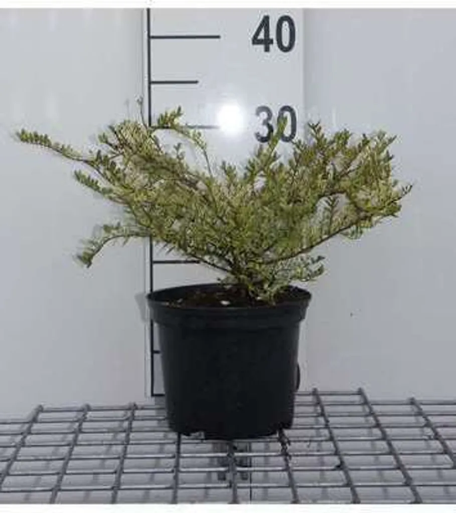 Arbuste pour haie basse Lonicera nitida Lemon Beauty en conteneur