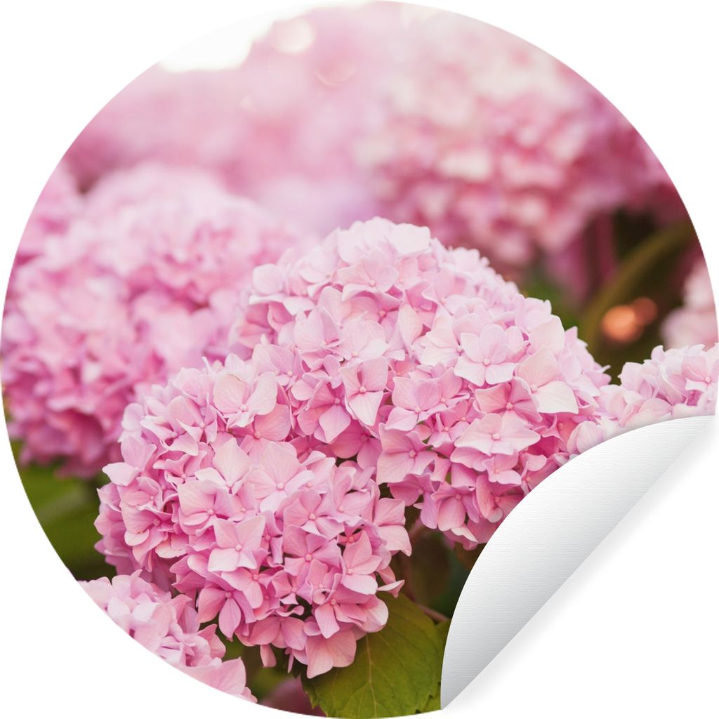 MuchoWow Runde Wandtattoo - Wandsticker Tapete Aufkleber Busch - Blumen - Rosa - Hortensie Ø 30 cm Selbstklebend und Repositionierbar - Wandaufk...