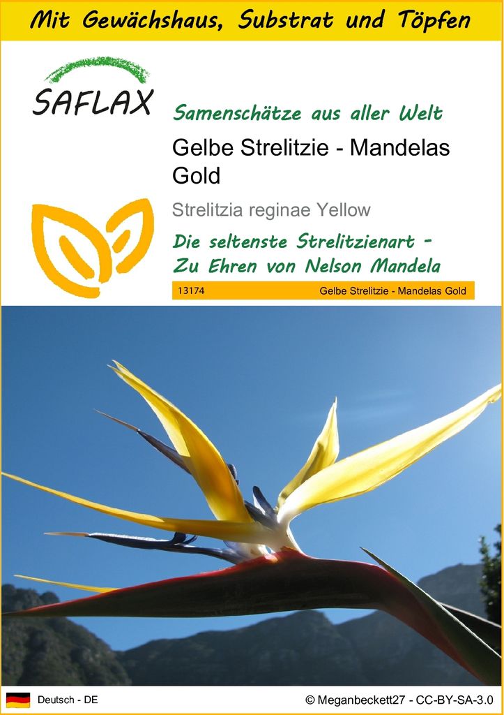 SAFLAX Anzucht Set - Gelbe Strelitzie - Mandelas Gold - Strelitzia reginae Yellow - 4 Samen - Mit Mini-Gewächshaus, Anzuchtsubstrat und 2 Töpfen