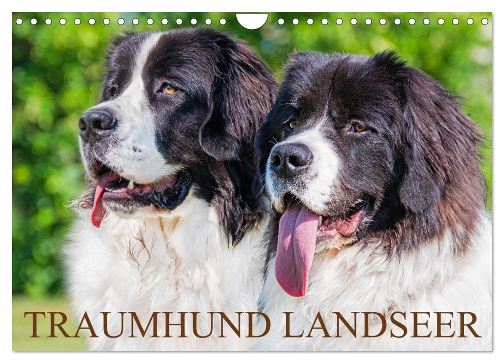 Traumhund Landseer (Wandkalender 2027 DIN A4 quer), Produktbild 