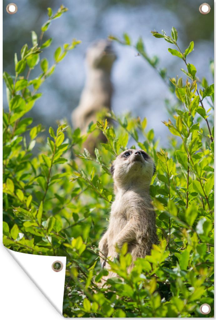 MuchoWow 80x120 cm Outdoor-Poster Gartendeko Sichtschutz Garten Poster für den Garten Büsche - Erdmännchen - Tier